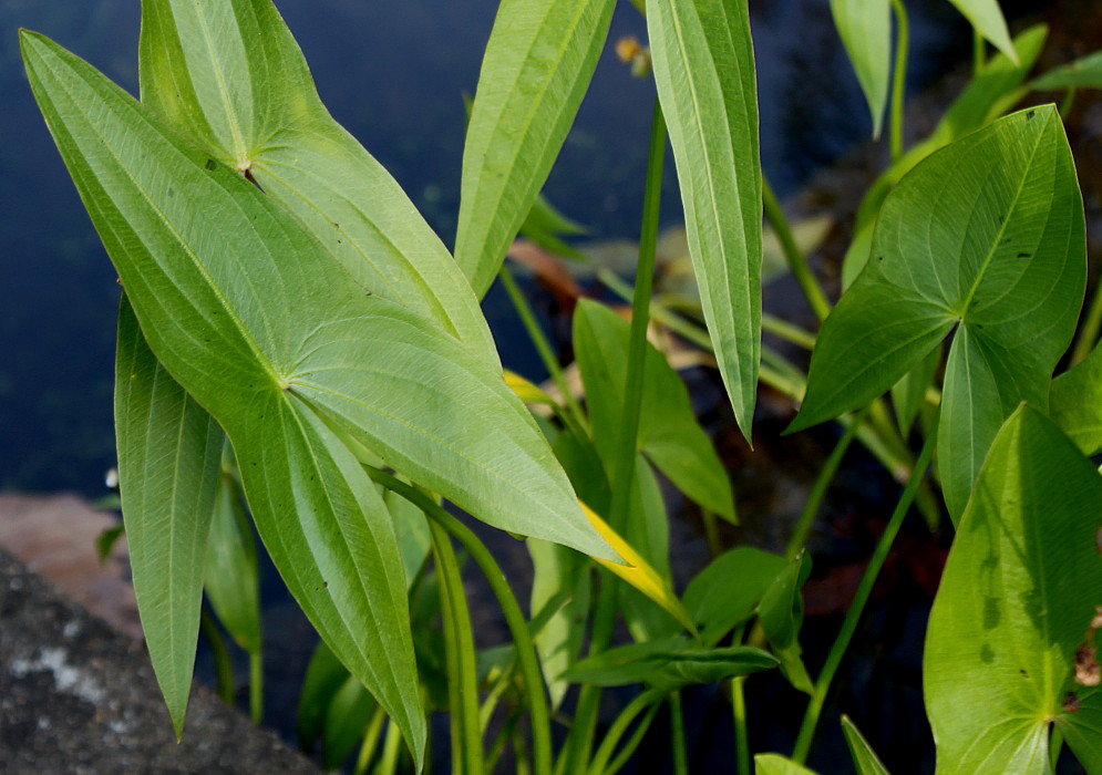 Image of Sagittaria sagittifolia specimen.