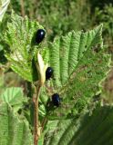 Alnus incana