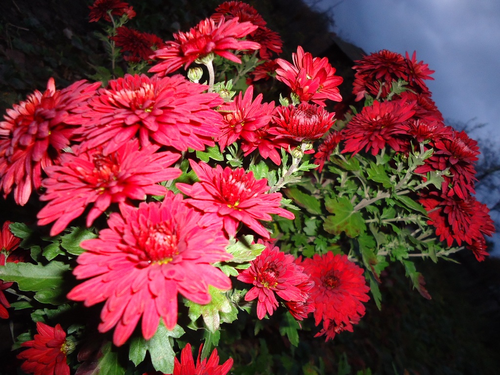 Image of Chrysanthemum indicum specimen.