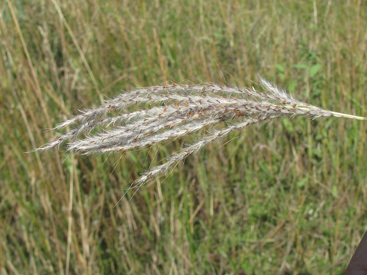 Изображение особи Bothriochloa ischaemum.
