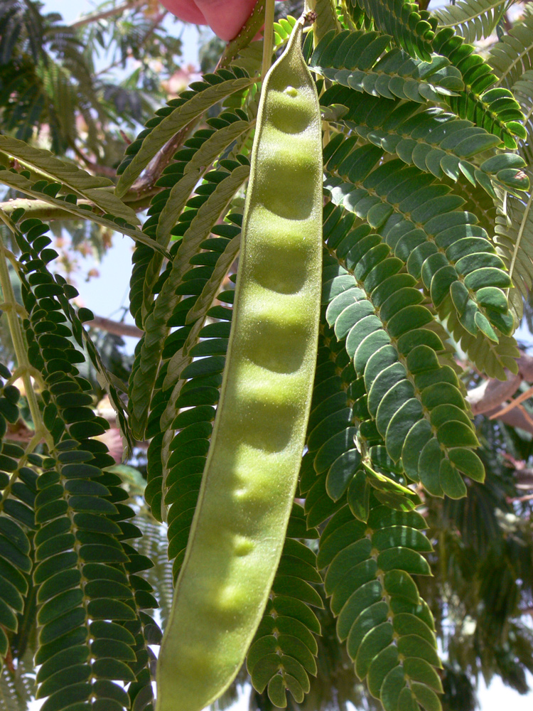 Image of Albizia julibrissin specimen.