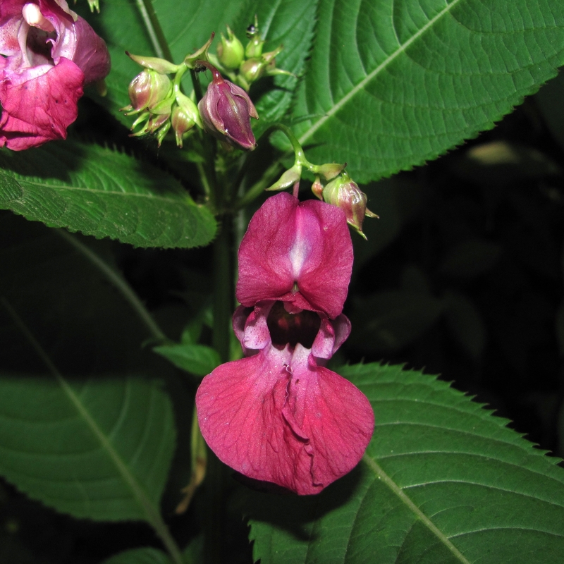 Изображение особи Impatiens glandulifera.