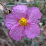 Helianthemum vesicarium. Цветок. Израиль, Северный Негев, лес Лаав. 08.02.2013.
