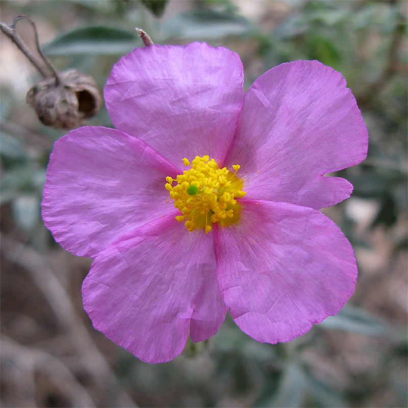 Изображение особи Helianthemum vesicarium.