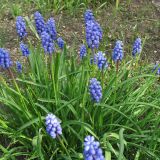 Muscari armeniacum. Куртина цветущих растений. ФРГ, Нижняя Саксония, Ольденбург, ботанический сад Ольденбургского университета. 7 апреля 2007 г.