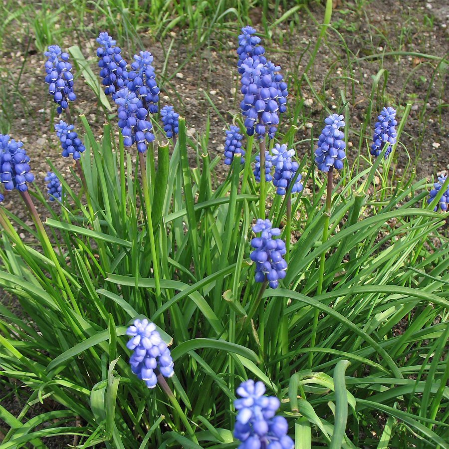 Image of Muscari armeniacum specimen.