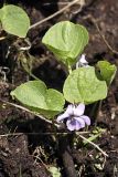 Viola epipsila