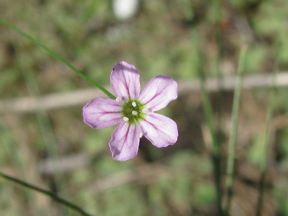 Изображение особи Psammophiliella muralis.