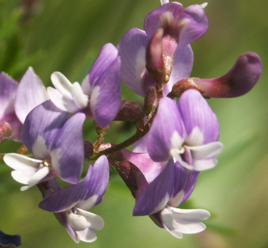 Image of Astragalus silvisteppaceus specimen.