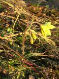 Gagea bulbifera