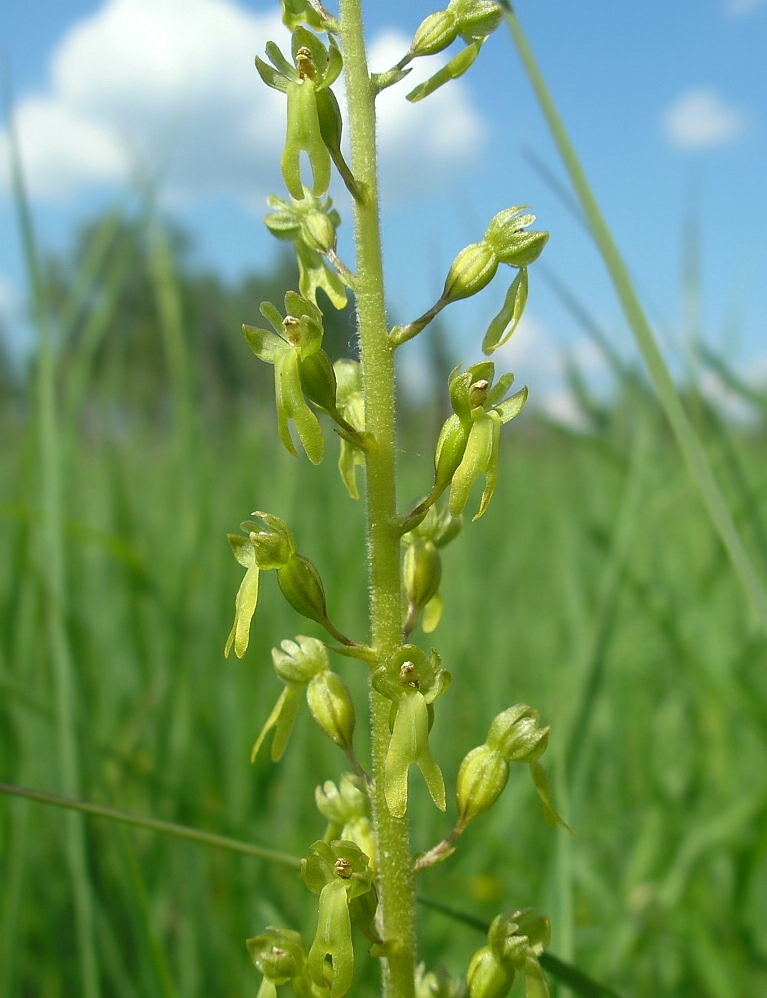 Изображение особи Listera ovata.