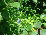 Vicia cracca