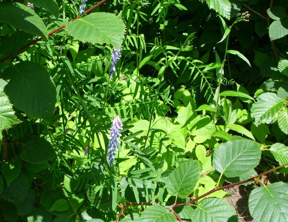 Image of Vicia cracca specimen.