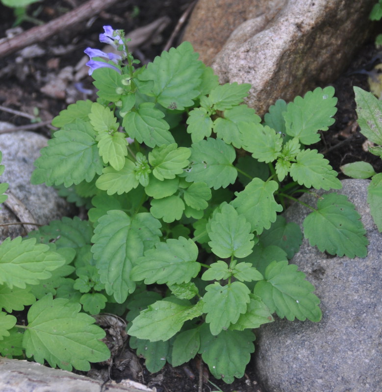 Изображение особи Scutellaria dentata.