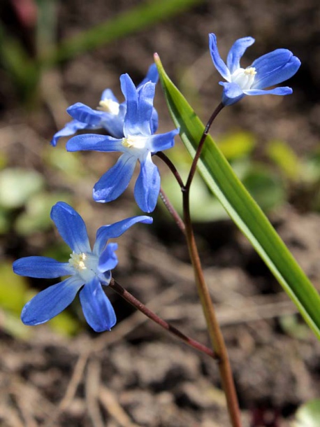 Изображение особи Chionodoxa sardensis.