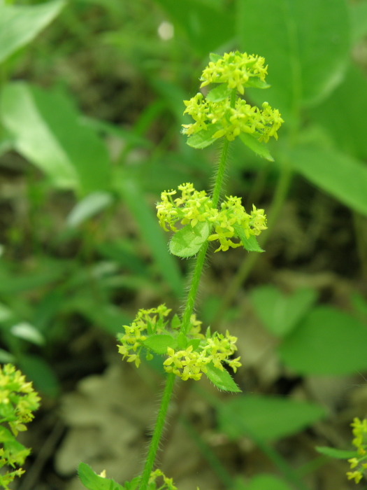 Image of Cruciata laevipes specimen.