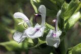 Salvia macrosiphon