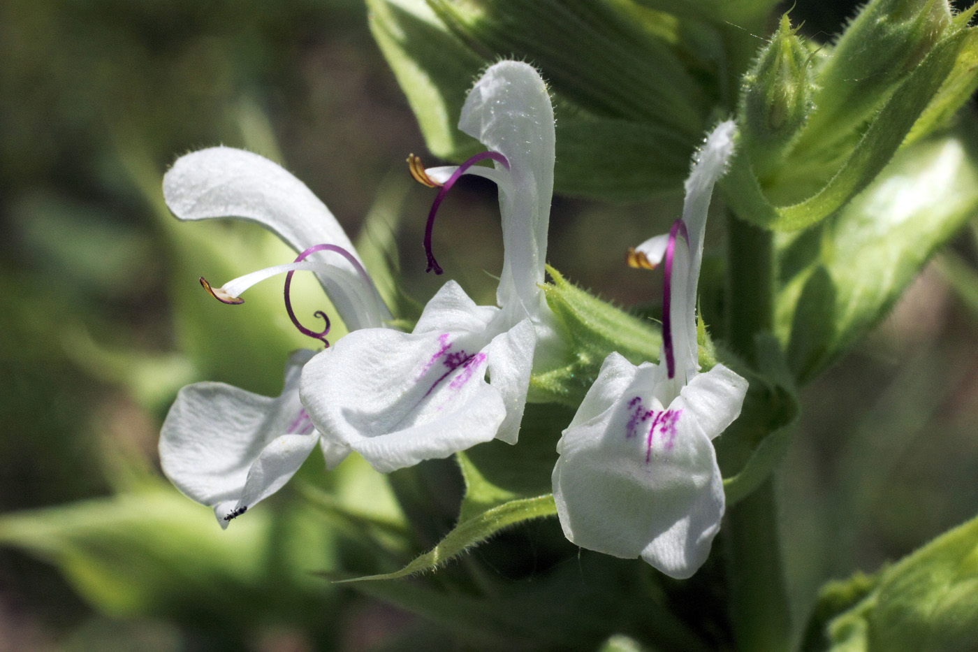 Image of Salvia macrosiphon specimen.