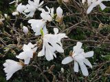 Magnolia stellata. Ветви с цветками и бутонами. Швеция, Уппсала, сад. 6 мая 2009 г.