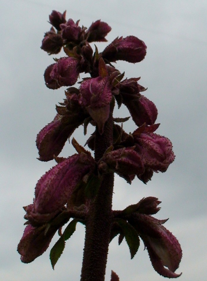 Image of Dictamnus caucasicus specimen.