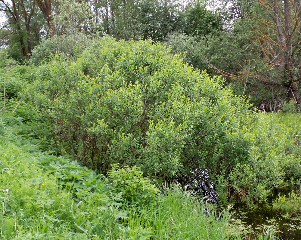 Image of Salix &times; schumanniana specimen.