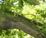 Quercus × hispanica