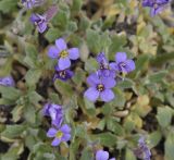 Aubrieta thessala