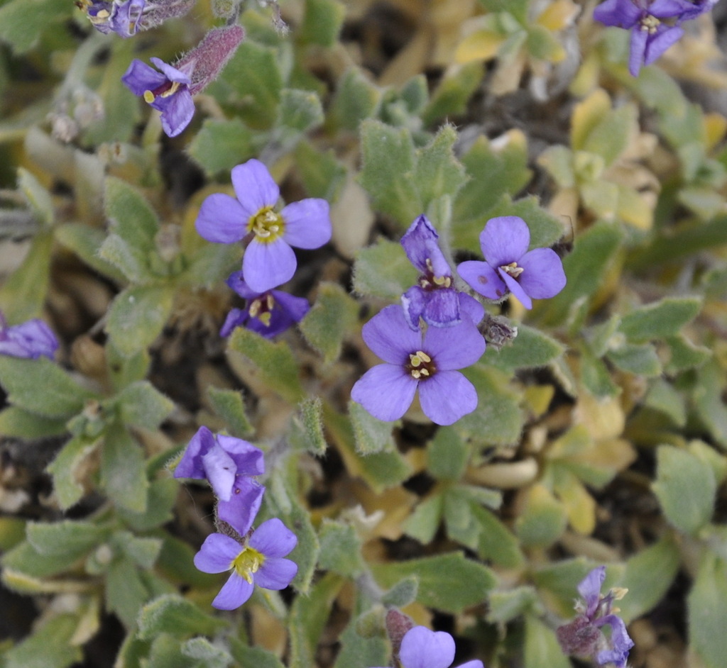 Изображение особи Aubrieta thessala.