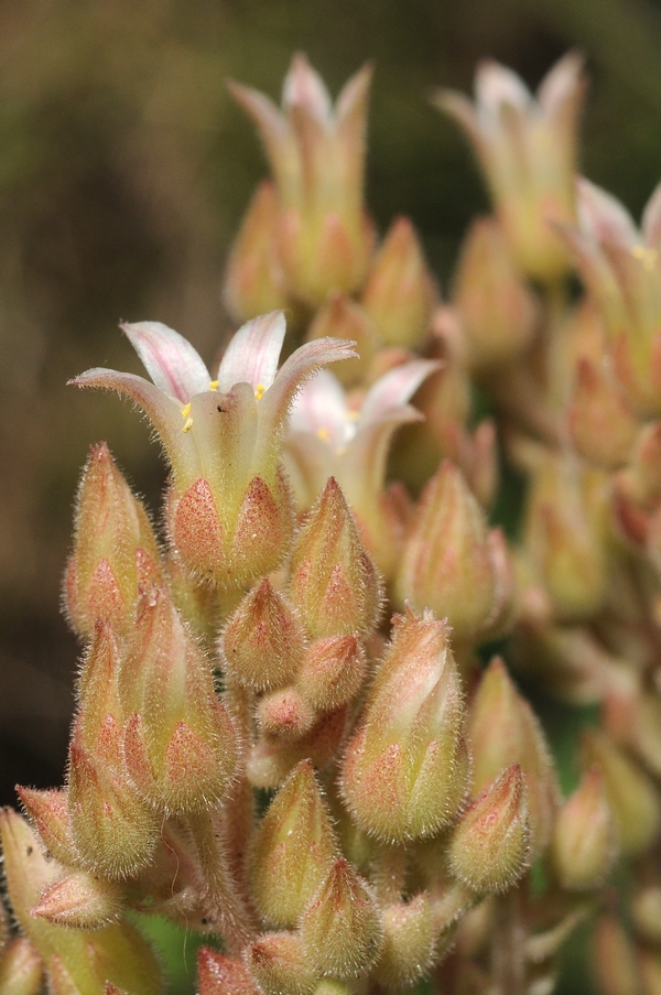 Image of Prometheum chrysanthum specimen.