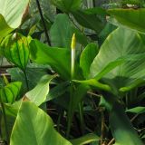 Orontium aquaticum
