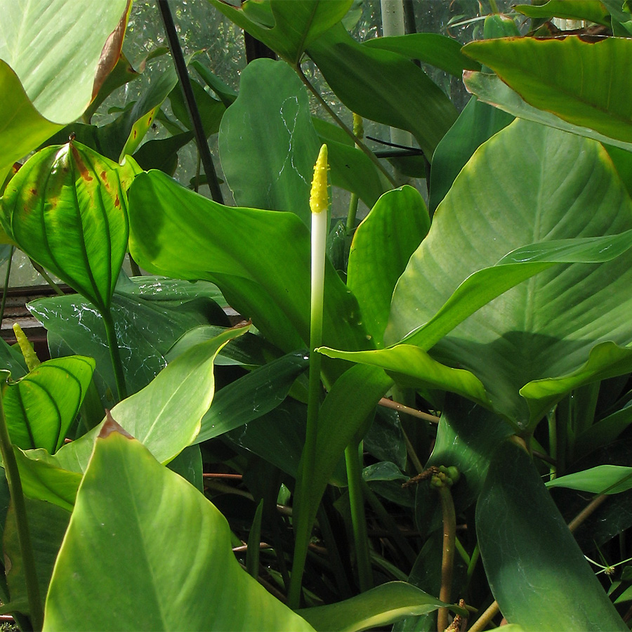 Image of Orontium aquaticum specimen.