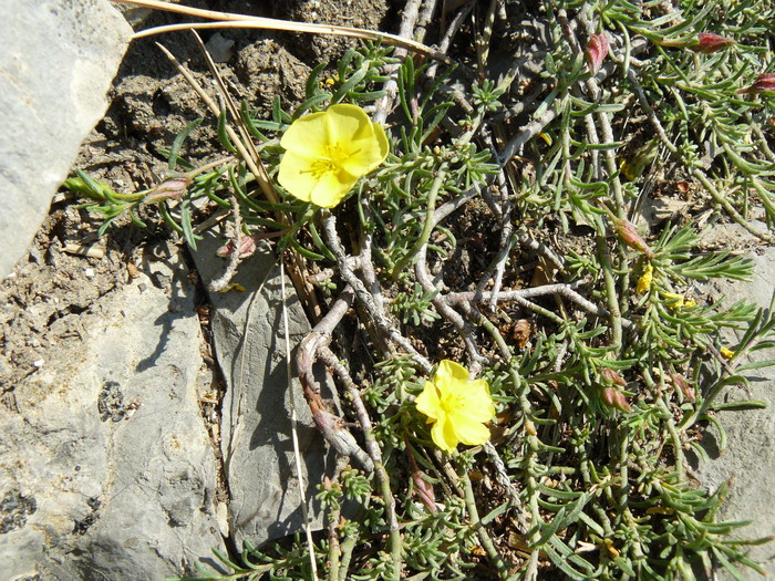 Изображение особи Fumana procumbens.