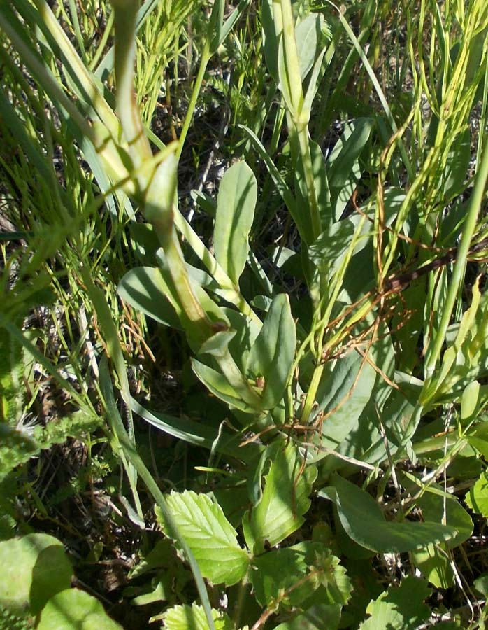 Image of Gypsophila altissima specimen.