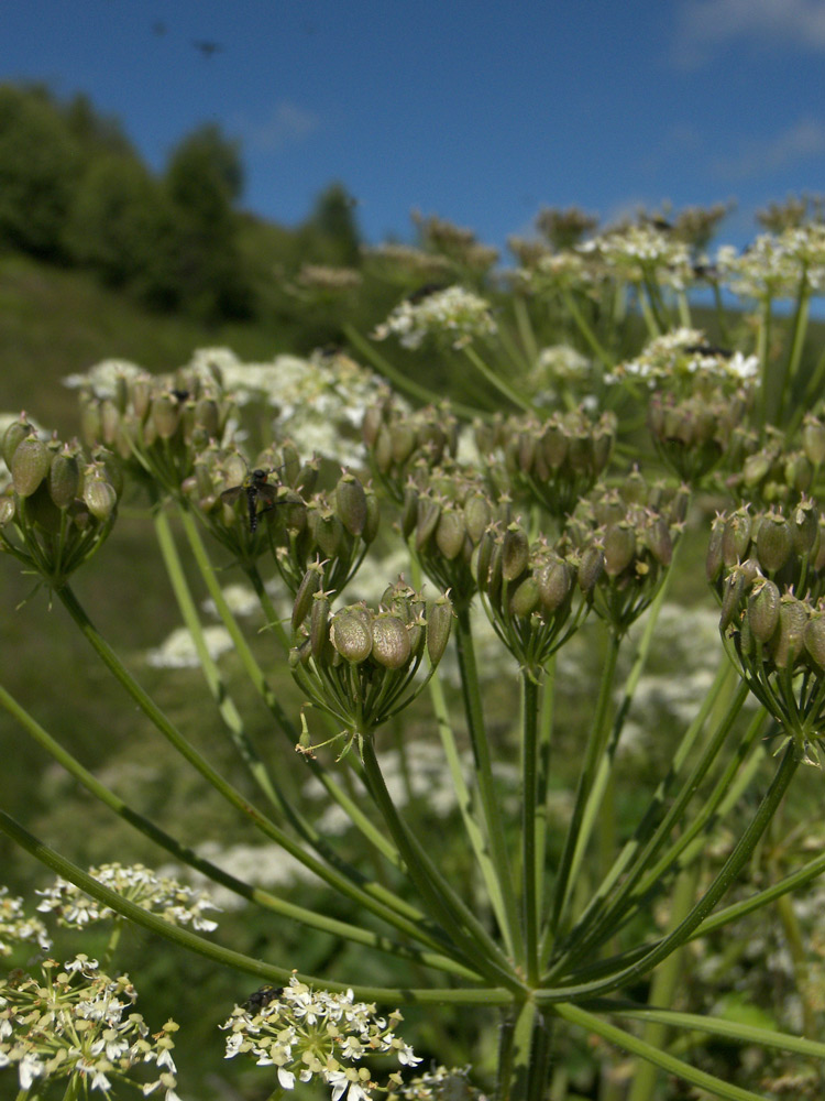 Image of Heracleum asperum specimen.