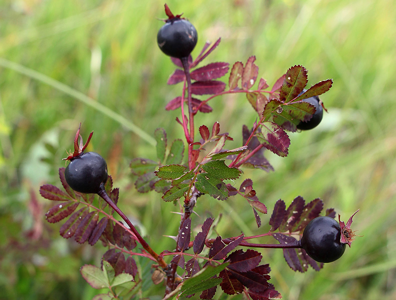 Image of Rosa elasmacantha specimen.