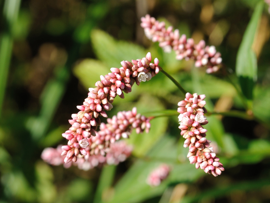 Изображение особи Persicaria maculosa.