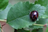 Betula fruticosa. Лист с отдыхающим жуком коровкой глазчатой (Anatis ocellata). Бурятия, Баунтовский эвенкийский район, окр. пос. Северный, подлесок в лиственничной тайге с примесью берёзы (Betula platyphylla Sukacz.). 23.07.2013.