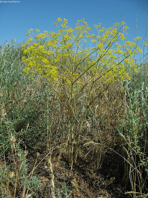 Изображение особи Ferula caspica.