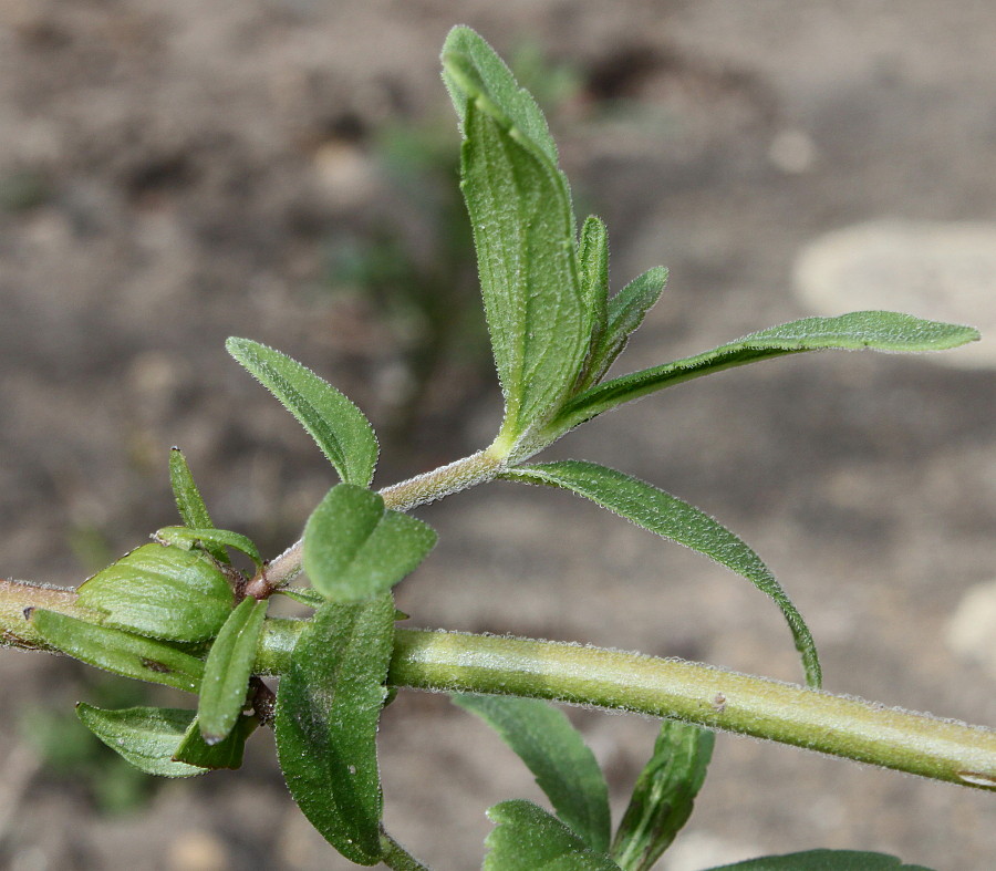 Image of Veronica prostrata specimen.