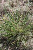 Astragalus flexus. Цветущее растение. Южный Казахстан, восточная граница пустыни Кызылкум. 04.05.2013.