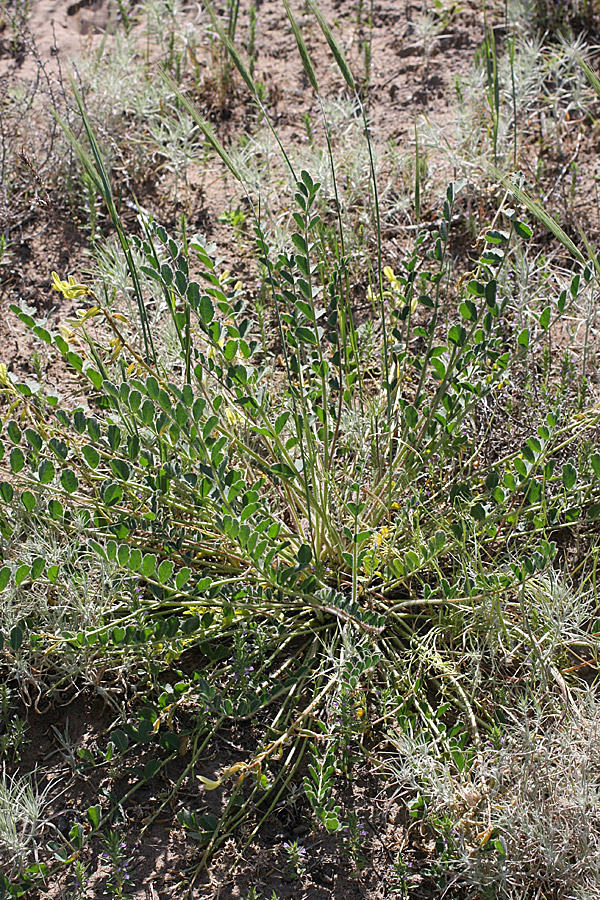 Изображение особи Astragalus flexus.