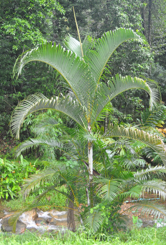 Image of Dypsis lutescens specimen.