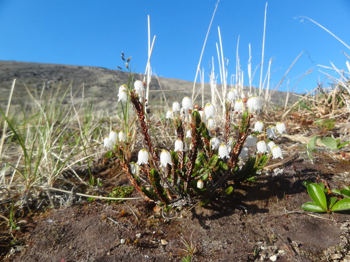 Изображение особи Cassiope tetragona.