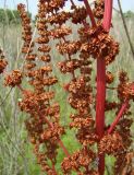 Rumex stenophyllus