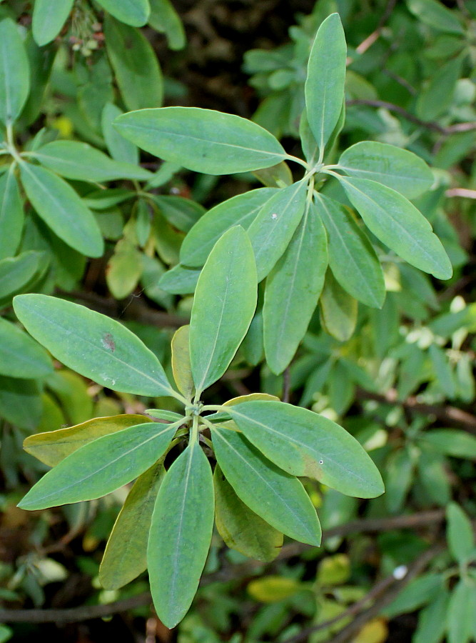 Image of Kalmia angustifolia specimen.