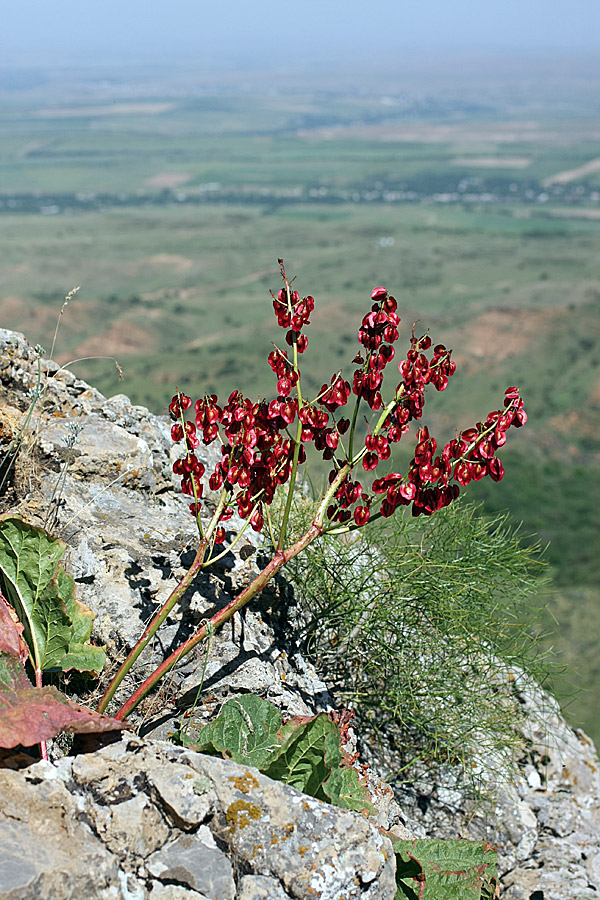 Image of Rheum maximowiczii specimen.