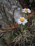 Arctogeron gramineum