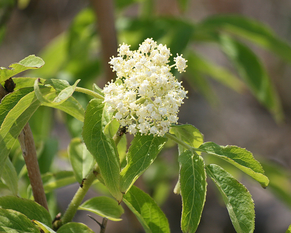 Image of Sambucus miquelii specimen.