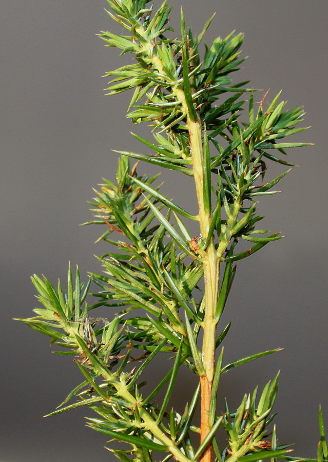 Изображение особи Juniperus conferta.