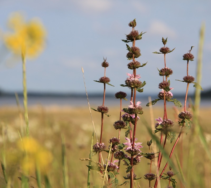 Image of Phlomoides tuberosa specimen.